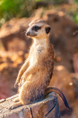 Fototapeta premium Meerkat, Suricata suricatta, on hind legs. Portrait of meerkat standing on hind legs with alert expression. Portrait of a funny meerkat sitting on its hind legs.