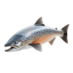 Naklejka premium A Silver Salmon with Black Spots Swimming Isolated on a Transparent Background