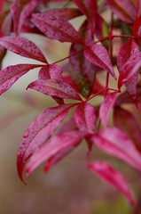 close up of red leaf