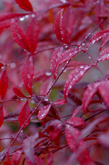 red autumn leaves