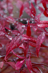 water drops on red leaf