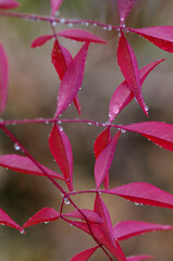 close up of red leaf