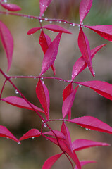 close up of red leaf