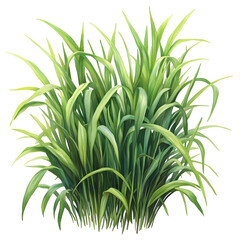 Obraz premium Green Grass Watercolor Illustration Isolated on Transparent Background