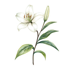 A watercolor of a Fairy Lily branch, isolated on a white background. Fairy Lily vector.
