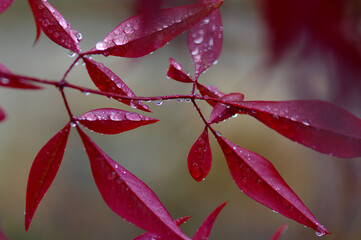 red leaf with dew