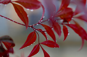 red leaf with dew