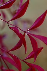 red leaf with water drops