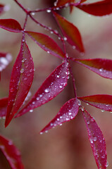 red leaf with drops