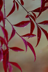 leaves on red