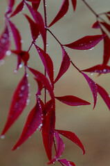 red and yellow leaves