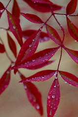 red autumn leaves