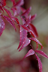 close up of red leaf
