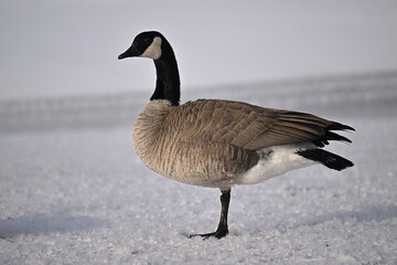 Canadian goose on the snow