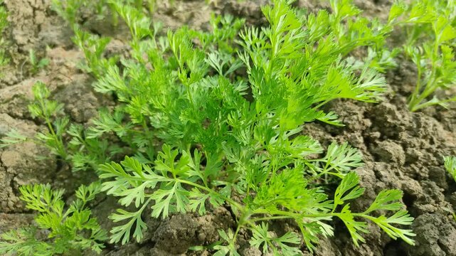 Beautiful Black Cumin  Plantation In the field