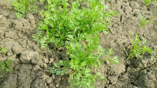 Beautiful Black Cumin  Plantation In the field