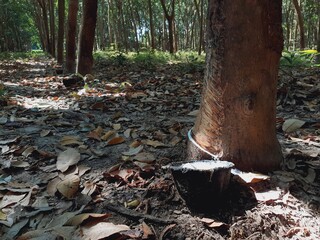 Harvesting rubber from rubber trees on an agricultural farm