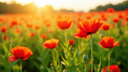 Obraz premium Vibrant orange poppies bathed in the warm glow of a setting sun, creating a breathtaking field of wildflowers
