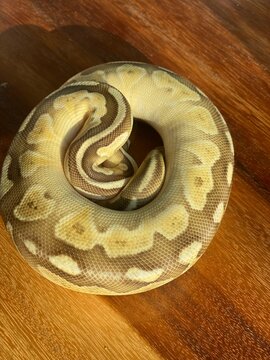 Ball Python snake 