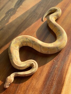 Ball Python snake 