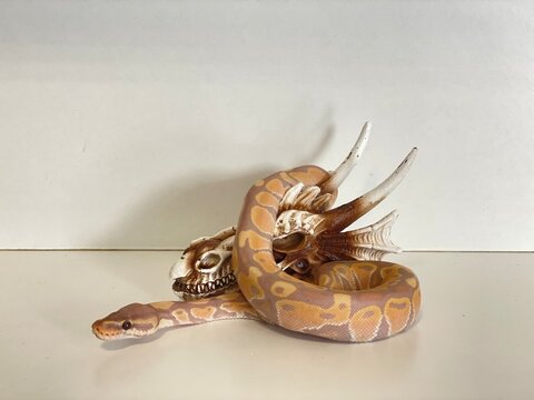 Ball Python snake 
