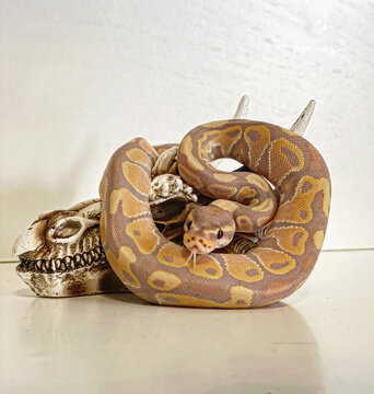 Ball Python snake 