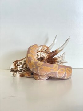 Ball Python snake 