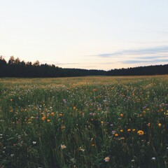 Vibrant Wildflower Blooming Event in Serene Meadow Landscape Nature Calm Evening Scenic Viewpoint Tranquility Concept