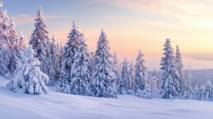 Fototapeta premium Pine trees covered with snow on frosty evening, beautiful winter landscape panorama