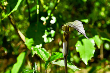 山に自生するマムシグサ