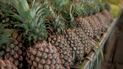 Vibrant pineapples with verdant tops standing neatly in rows at local market, displaying fresh tropical produce ready for purchase