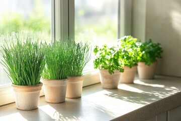 Fresh Herbs Growing in Pots on a Sunny Windowsill