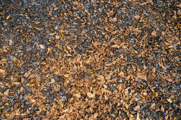 Dried leaves scattered on gravel ground create natural, earthy texture. combination of brown leaves and gray stones evokes sense of autumn and tranquility