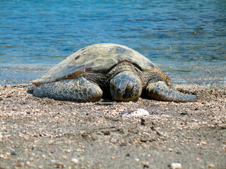 Sea Turtle on Beach