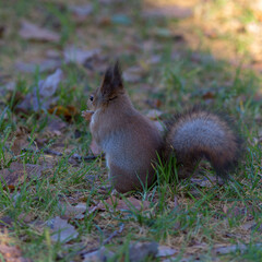 squirrel on the grass