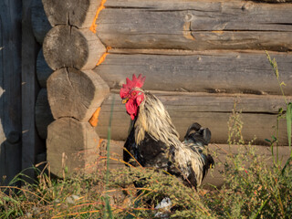 portrait of a rooster