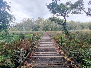 Boardwalk through reeds and wetlands. Australian forest and cloudy skies
