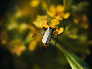 Insect on a flower