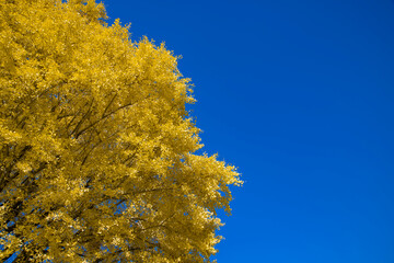 Yellow tall gingko leaves at the public park in Tokyo in autumn