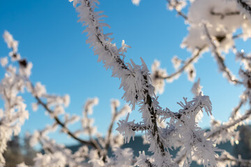 Tree branch covered in frost against a clear blue sky. Ice crystals on the branches create a stunning winter scene. The image evokes a sense of peace, tranquility, and the beauty of nature in winter.