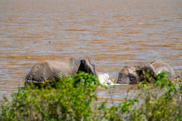 African bush elephants swimming in the water