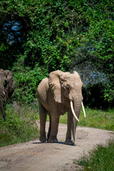 Obraz premium elephant in the Serengeti walking