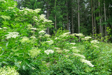 Cluster of delicate white flowers elderflower plant (Sambucus nigra). Tiny, star-shaped flowers form dense, fragrant cloud, creating beautiful intricate pattern. Evokes a sense of spring, freshness