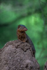Baby mongooses in Africa