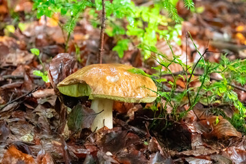 Close up view of specimen of Porcini mushroom (Cep or King Bolete). Large, brown cap and thick, white stem. Nestled amongst bed of fallen leaves and moss. Mushroom picking in forest. details of fungi