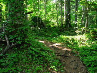 利尻島　姫沼探勝路の風景