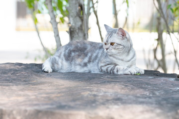 A gray Scottish Fold kitten is lying down on the rock.