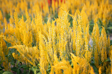 Beautiful yellow Celosia flowers are blooming in the garden.