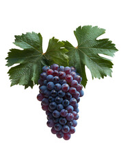 Obraz premium A cluster of ripe, dark purple grapes hangs gracefully from a vine, surrounded by vibrant green leaves. 