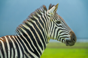 Zebras drinking out of water hole in the Serengeti as they join the great migration 